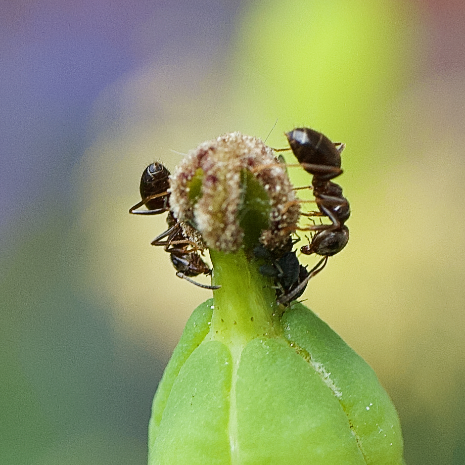 Ameisen auf einer Mohnkapsel