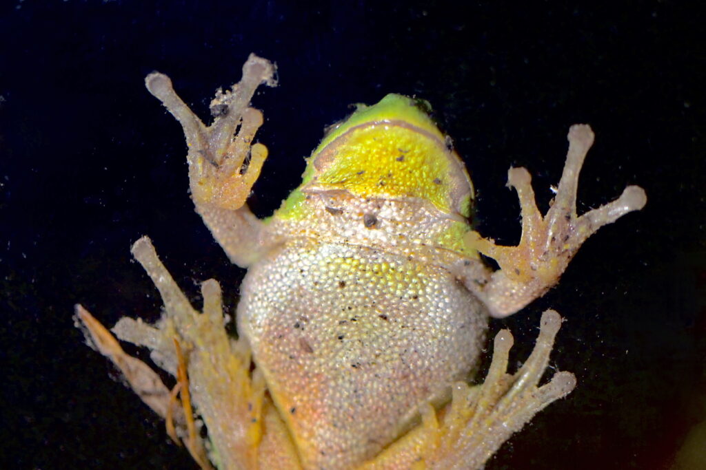 Laubfrosch von unten. 